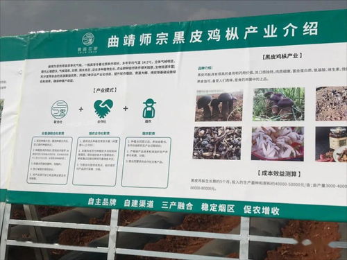 云南國發有機肥技術助力師宗煙草產業，推動土壤改良與環保發展